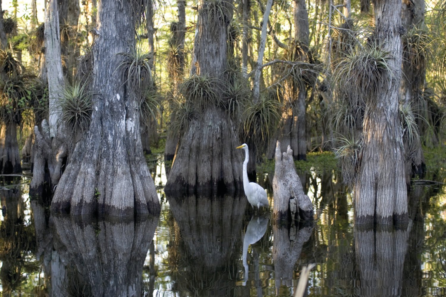 Wetlands are an important part of Florida’s natural ecosystem. This photo was taken in Everglades National Park.